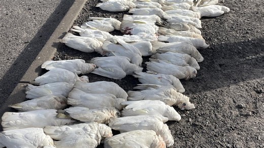 Cause of mass bird deaths at Springvale shopping mall revealed