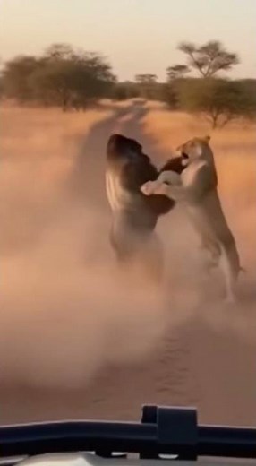 Silverback PUNCHES Lioness 20 Feet - SAVES Baby! 🦍 새끼 구출 🦍 赤ちゃん救出 #viral #gorilla #wildliferescue