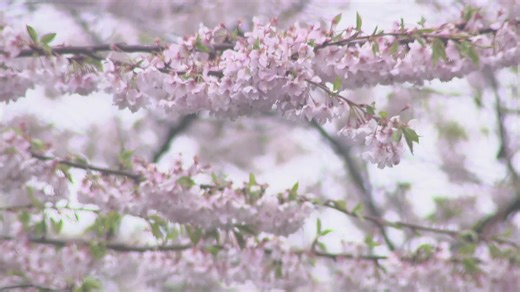Cherry blossom festival underway at Buffalo History Museum