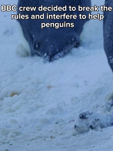 Breathtaking Penguin Rescue Moments Captured on Film