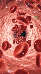 Ce que tu vois ici, ce sont des globules rouges en train de circuler dans une artère. Ils transportent l’oxygène vers chaque partie du corps ...le cœur, le cerveau, les muscles… tout. Quand le sang circule ainsi, librement et sans obstacles, c’est le signe d’un système cardiovasculaire en bonne santé. Des parois propres, un flux régulier, une pression stable... c’est ce qui permet à ton corps de fonctionner sans fatigue ni douleur. Chaque battement de ton cœur propulse ces millions de petites ce
