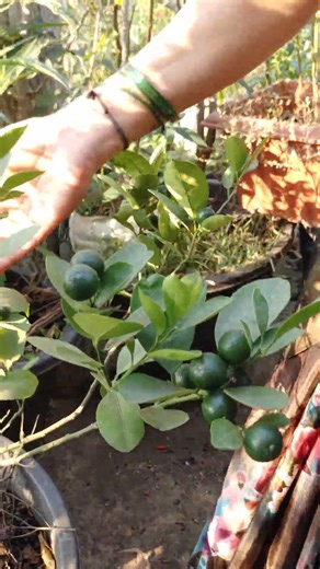 Kamalanimma planted in clusters || TELUGU GARDEN VLOG