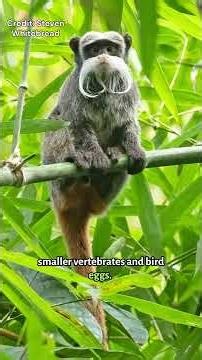 Meet the Emperor Tamarin | Species 101
