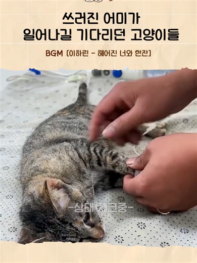 새끼 고양이들의 애처로운 선택과 행동