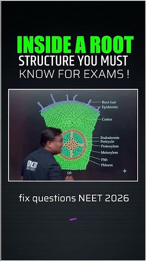 Inside a Root: Structure You Must Know for Exams!