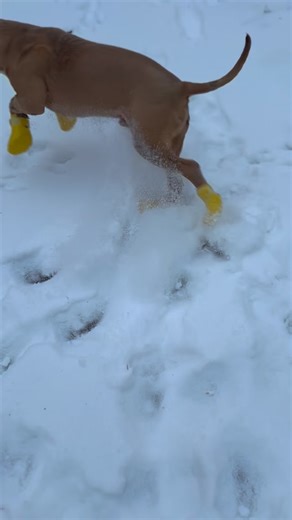 5 month old American Bully Fawn color Male ABKC registration #flashbullykennel🥇🐕 #americanbully #fbk #puppies #abkcregistration | Flash Bully kennel