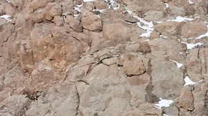 Chasing down the ibex by snow leopard in a rough terrain of Himalayas in ladakh. One more successful sightings of snow leopards. Meow Explore with gyalson shangku For more details contact:- snowladakh@gmail.com 🐆🐾 | Gyalson Shangku