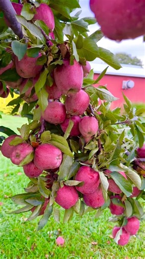 Nature on Instagram: "Different types of red delicious apples. Organic farm! #naturephotography #naturelovers #fruits"