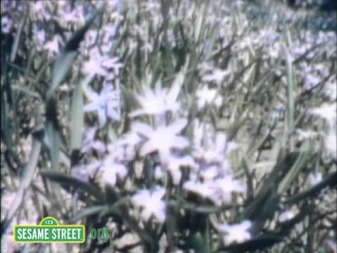 Sesame Street: Flowers Everywhere