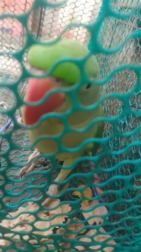 mummy ye mummy me mithu 🥰 🦜🐦 cute video parrot beak sound #talking parrot