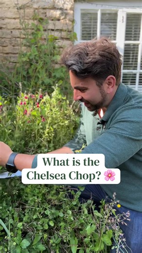 A phrase you’re going to hear a lot in the next couple weeks is the Chelsea chop. But most people don’t actually know what that is. Today’s Gardening tips will show you how to do the Chelsea chop on your own herbaceous perennial Plants and how to extend the flowering season to later on in the year and stop them becoming so top-heavy and floppy. ##gardeningtips##chelseaflowershow##planttips##pruning##salvia
