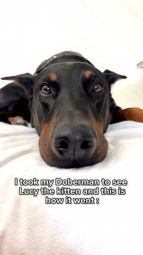 Hanny Thomas and Diesel 🇺🇸 | I’m going to wait until the day Lucy plays with Diesel 😝 the video of Diesel meeting Lucy for the first time that I posted a while ago was... | Instagram