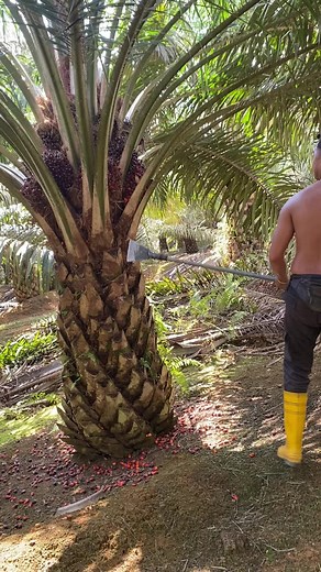 Palm Tree Trimming Techniques Explained