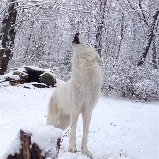 153K views · 10K reactions | Winter belongs to wolves  https://nywolf.org/ | Wolf Conservation Center | Facebook