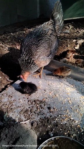 7 Day #chickenChiks#growth#activity#learning#motherhen # #roosterfarm #backyardchickens #birds #hen