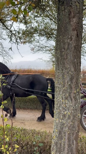 Es ist vollbracht - Unser Jan un Griet Paar 2026 Horst-Peter und Melanie Becker ist offiziell im Amt 💚🤍🥳. Zur Feier des Tages erhaltet ihr hier schon mal einen kurzen Sneakpeak ins offizielle Shooting mit den Beiden 👀 🎥 . #janvonwerth #janungriet #proklamation #mirallsinjanvunwäth #kölnerkarneval | Reiter-Korps "Jan von Werth" von 1925 e.V.