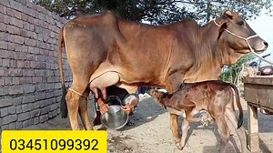 8.4K views · 143 reactions | سیکنڈ ٹائمر ساتھ بچھڑا لوکیشن عارف والا ڈیمانڈ 3لاکھ 35ہزار 03451099392 | میرا ساہیوال ٹی وی | Facebook