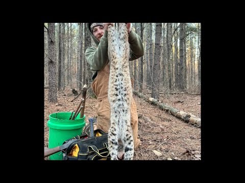 Bobcat Trapping Arkansas 2026 Locations+Lots of Catches!!