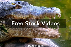 Crocodile Png Videos, Download The BEST Free 4k Stock Video Footage & Crocodile Png HD Video Clips