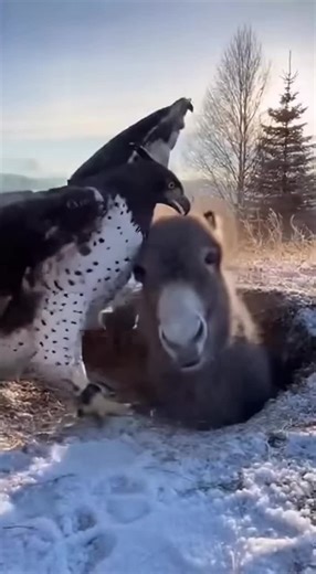 Eagle attack little donkey but bear help minidonkey #donkeysanctuary #donkey