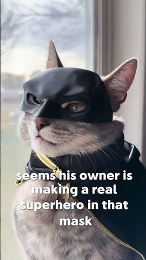 Just look at this cat in the Batman suit! Seems his owner is making a real superhero.🥰🥰🥰 #cat #cute