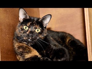 Since 2015 the Sentinel has helped rehome dogs and cats which need new loving homes here in Stoke-on-Trent. This week we've worked with Iris's Cats In Need in Stoke to show you a number of pets looking for a new owner. If you'd like to adopt one of the animals you see in the video then contact Iris's Cats In Need on 07852 430 281. | Stoke-on-Trent Live