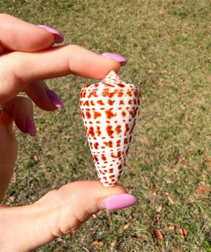 Chocolate Alphabet Cone Shell (2.1 Inches)   Bonus Shell - Etsy