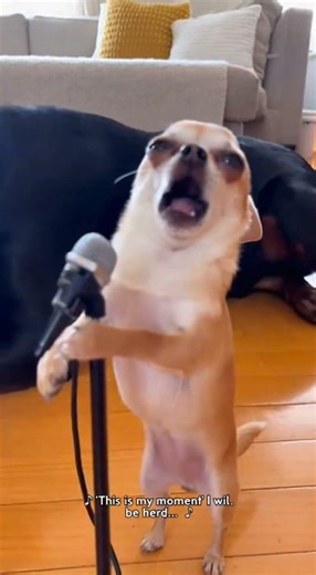 Chihuahua Got Talent... 😂🐶 #chihuahua #funnydog #dogshorts