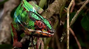 Nat Geo Wild Documentary - Amazing Species Hidden Deep in Jungle  Part 1