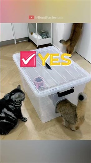 Food is this cat’s true love #animals #Funny #funnyanimals #love #cute #pets #cat