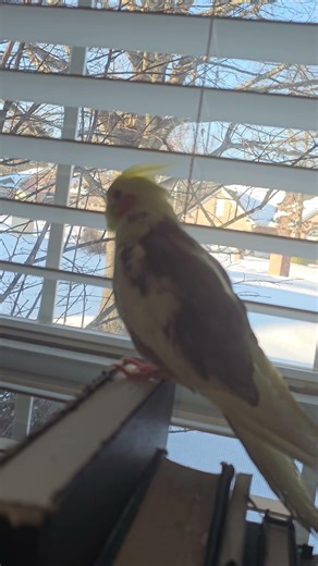 Snow watch birdie! #birdwatchingadventure