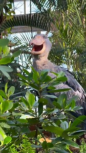 Shoebill stork sounds 🔥 | The Shoebill World