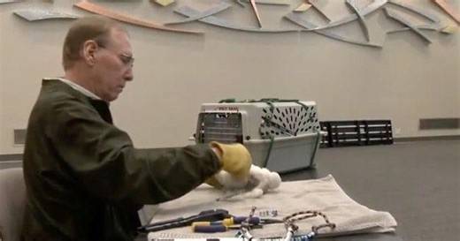 Peregrine falcons thrive in Wisconsin thanks to one man's brilliant idea 40 years ago