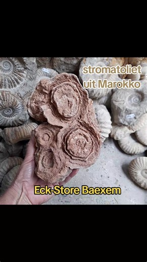 #stromatolite #oncolite #marokko #mineral