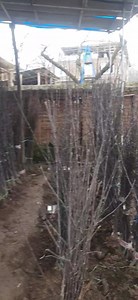 4K views · 23 reactions | Chandler walnut plants available 7006537828 9149825849 6006461442 | KVF Orchard and Nursery | Facebook