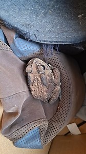 One of "Kermit's" (the generic name I give all the Asian Common Toads that live on the porch) loves to hang out in the hatbox! Kermit the Frog video house frog sounds beautiful frogs frog lifecycle frog lifestyle frog love frog lovers world #kermitthefrog #froglove #frog #frogs #frogsofinstagram #froggy #frogstagram #amphibians #amphibian #froglover #frogmemes #amphibiansofinstagram #froglife #treefrog #froggo #frogcore #frogart #frogmeme #petsofinstagram #froggie #toads #nature #frogpose #toad 