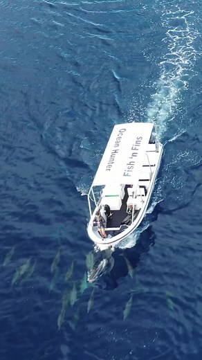 Fish'nFins Palau on Reels