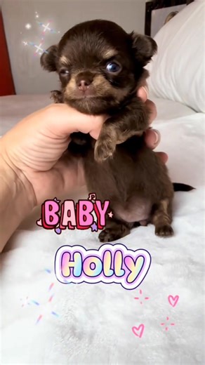 1.5K views · 80 reactions | Gorgeous AKC long coat applehead chihuahuas female. Charting 2 1/2 to 3lbs. Health tested parents. Naples, Florida | Naples Tiny Dogs | Facebook