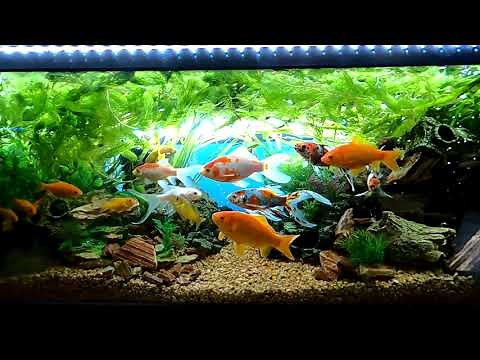 金魚水槽 癒し一時間 Goldfish tank