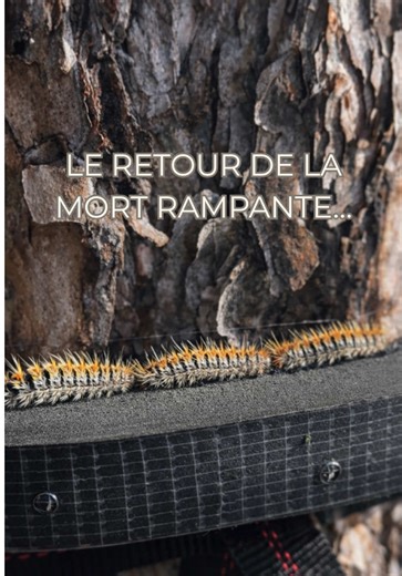 Dangers des chenilles processionnaires pour les chiens