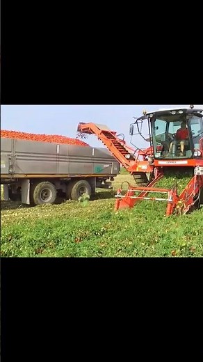 Carrot Harvesting Machine in Action and Smart Farming Technology