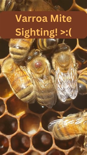 uh oh! This #honeybee has a #varoa mite on her back! These mites bite the bees like mosquitoes bite humans, weakening the bees and spreading disease in the #beehive. | BeensBees
