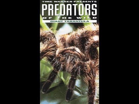 Predators of the Wild: Giant Tarantula (VHS full documentary)