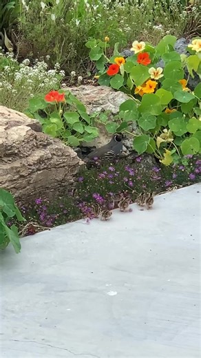 Happy Baby Quails Follow Their Mama Sound