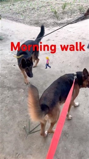 German 🇩🇪 Shepherd morning walk 🚶‍♀️🫶💕❤️🙏