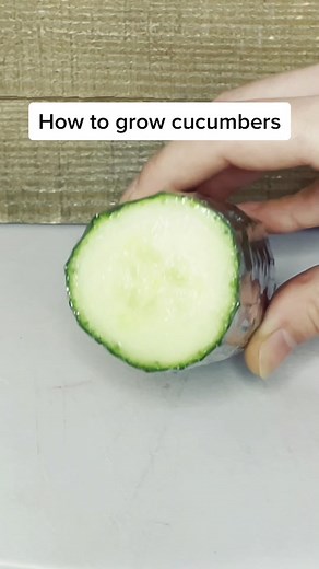 Growing Cucumbers from Seeds: A Step-by-Step Guide