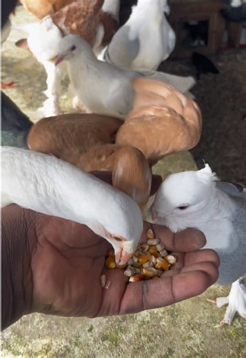 Understanding Pigeons: Species and Behavior