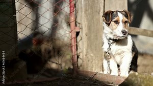 Dog sunbathing at dog shelter