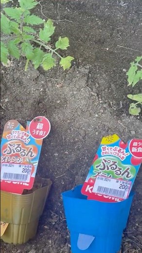 ミニトマト「ぷるるん」を植え付ける。先日植え付け分は順調に生育中です。 #ミニトマト栽培