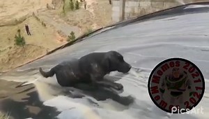 949K views · 61K reactions | Vídeos engraçados #88藍藍藍藍#jpncj0do | Memes 2021 | Facebook